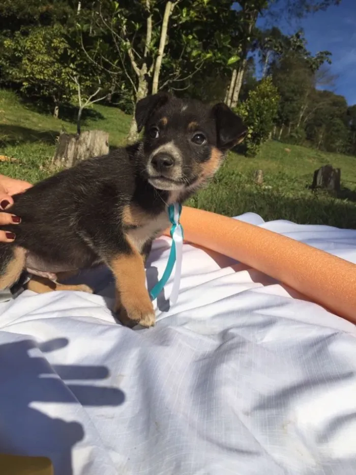 Cachorro ra a SRD idade 2 a 6 meses nome Elvis,Tatá,Elis