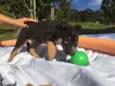 Elvis,Tatá,Elis