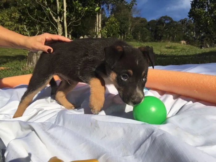 Cachorro ra a SRD idade 2 a 6 meses nome Elvis,Tatá,Elis