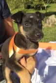 Elvis,Tatá,Elis