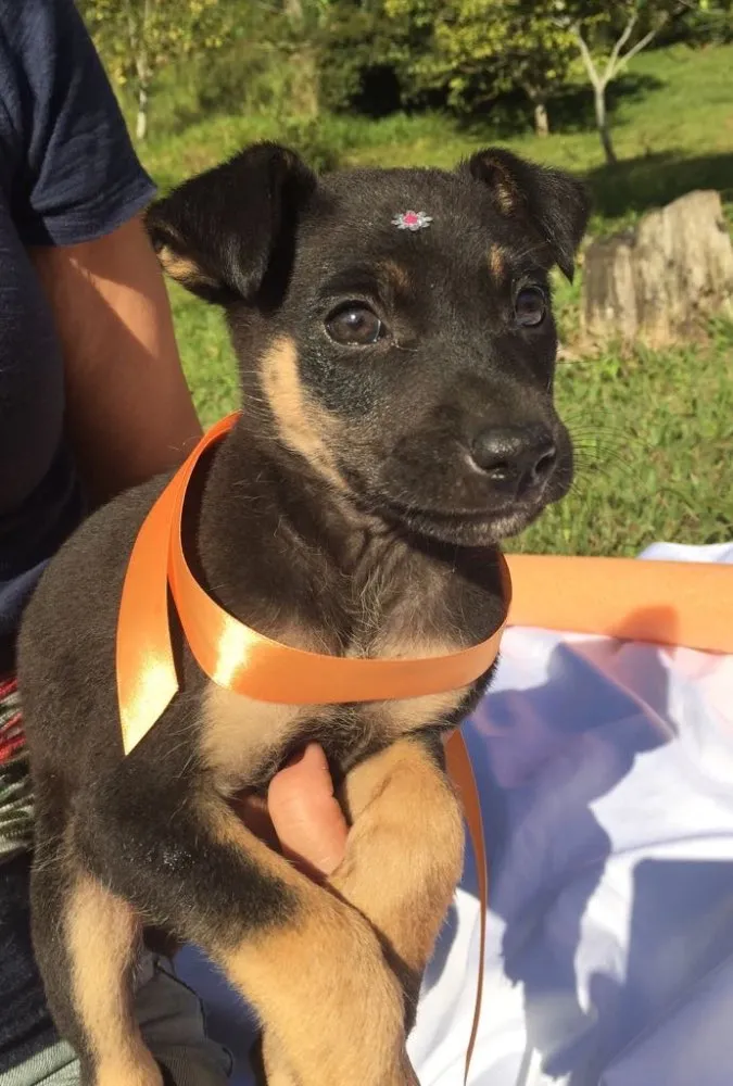 Cachorro ra a SRD idade 2 a 6 meses nome Elvis,Tatá,Elis