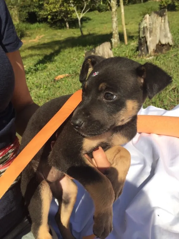 Cachorro ra a SRD idade 2 a 6 meses nome Elvis,Tatá,Elis