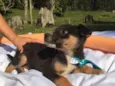 Elvis,Tatá,Elis