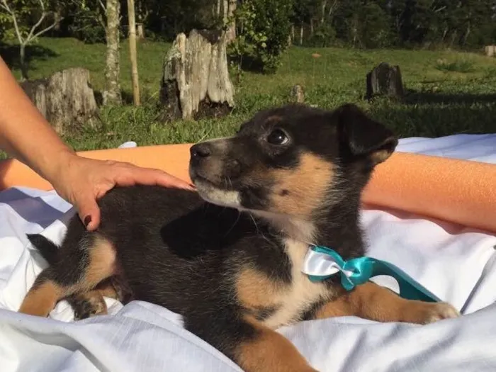 Cachorro ra a SRD idade 2 a 6 meses nome Elvis,Tatá,Elis