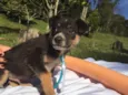 Elvis,Tatá,Elis