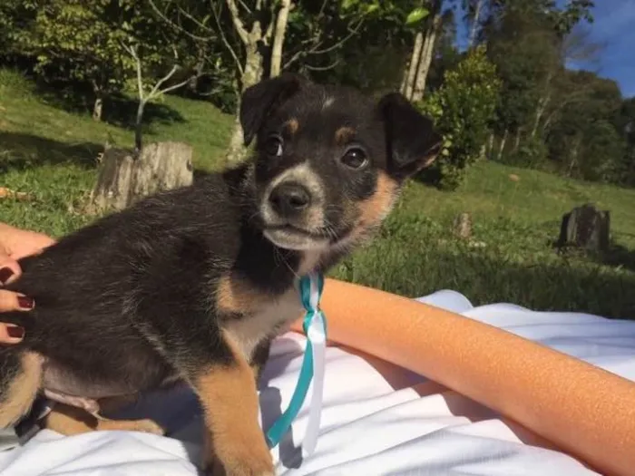 Cachorro ra a SRD idade 2 a 6 meses nome Elvis,Tatá,Elis
