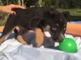 Elvis,Tatá,Elis