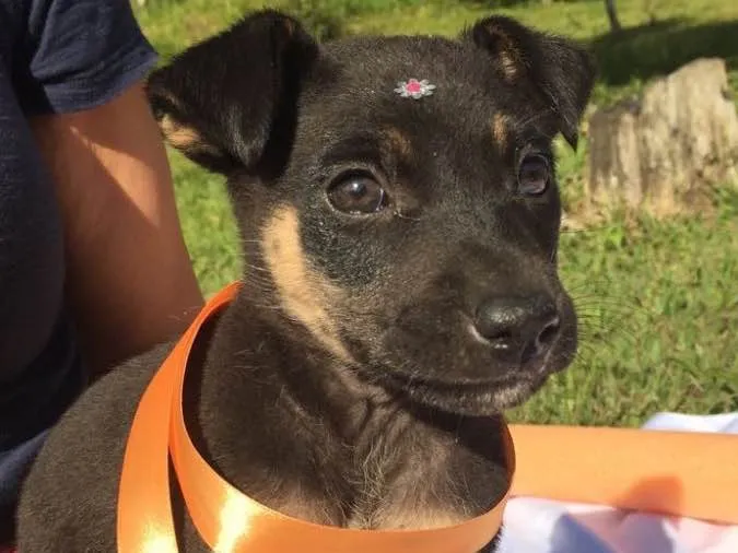 Cachorro ra a SRD idade 2 a 6 meses nome Elvis,Tatá,Elis