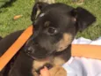 Elvis,Tatá,Elis