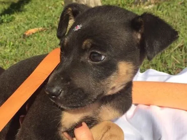 Cachorro ra a SRD idade 2 a 6 meses nome Elvis,Tatá,Elis