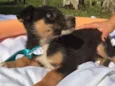 Elvis,Tatá,Elis