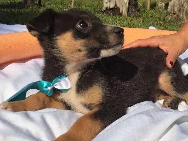 Cachorro ra a SRD idade 2 a 6 meses nome Elvis,Tatá,Elis