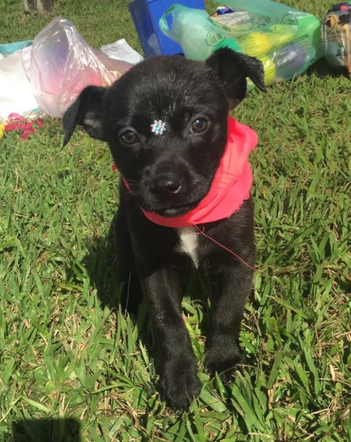 Cachorro ra a Sem raça definida idade 2 a 6 meses nome Maya,Heart,Bolt,Ping