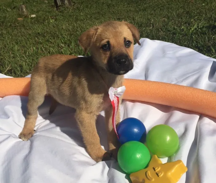 Cachorro ra a Sem raça definida idade 2 a 6 meses nome Maya,Heart,Bolt,Ping