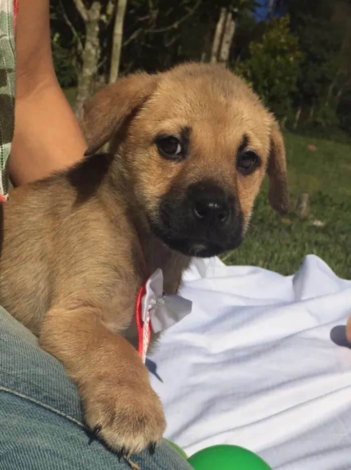Cachorro ra a Sem raça definida idade 2 a 6 meses nome Maya,Heart,Bolt,Ping