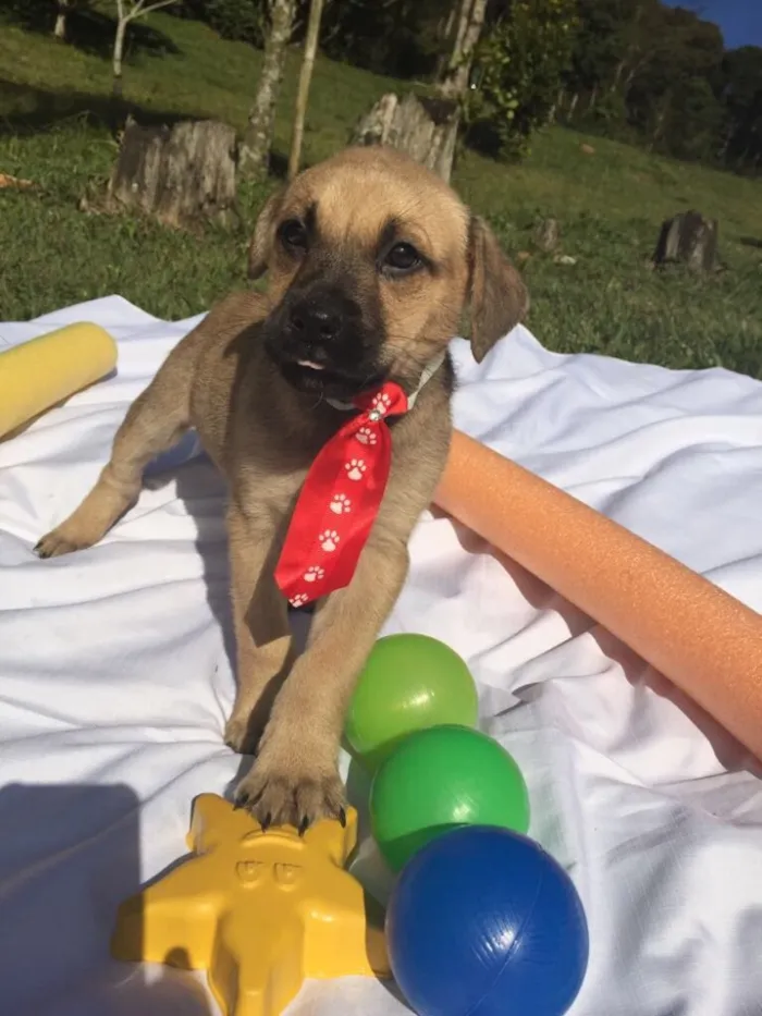 Cachorro ra a Sem raça definida idade 2 a 6 meses nome Maya,Heart,Bolt,Ping