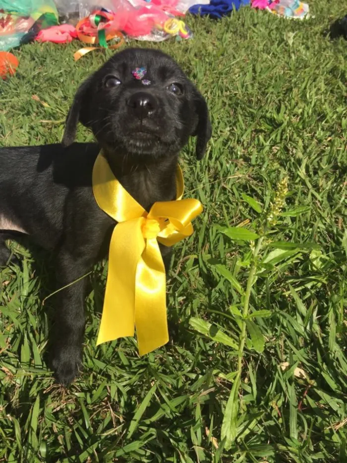 Cachorro ra a Sem raça definida idade 2 a 6 meses nome Maya,Heart,Bolt,Ping