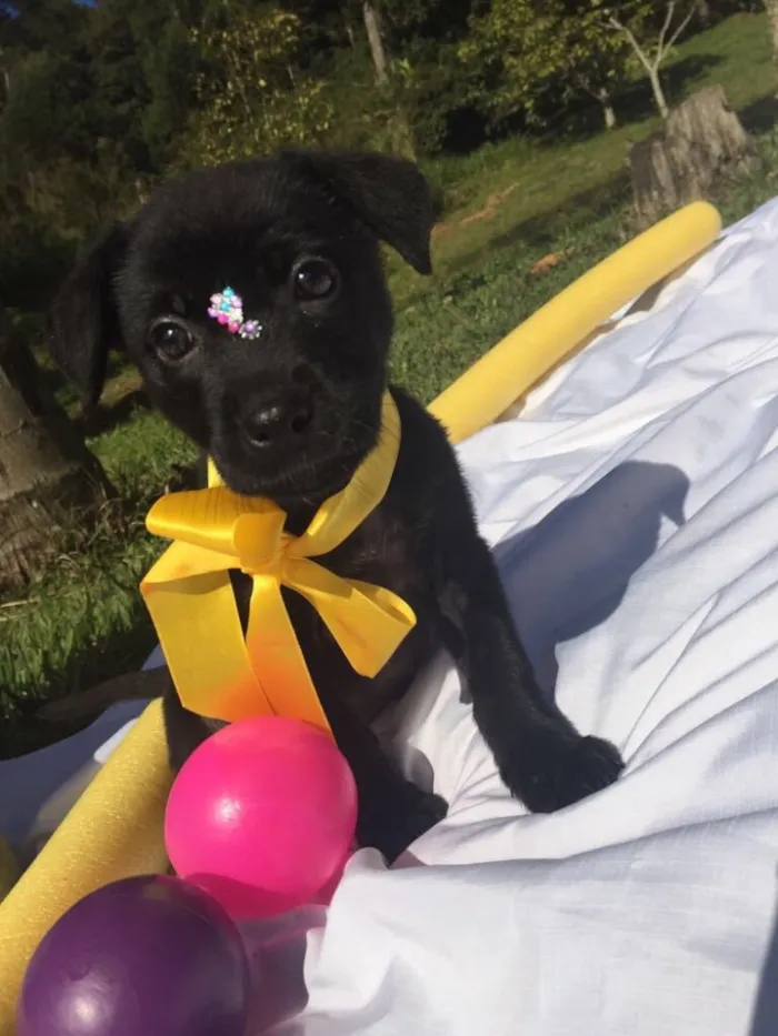 Cachorro ra a Sem raça definida idade 2 a 6 meses nome Maya,Heart,Bolt,Ping