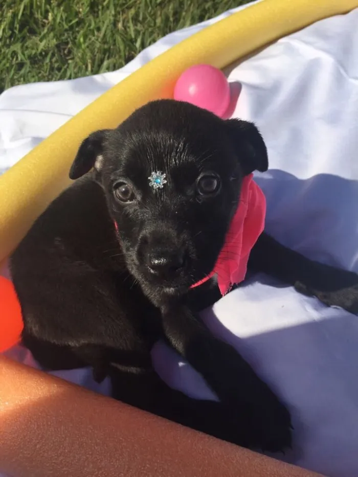 Cachorro ra a Sem raça definida idade 2 a 6 meses nome Maya,Heart,Bolt,Ping