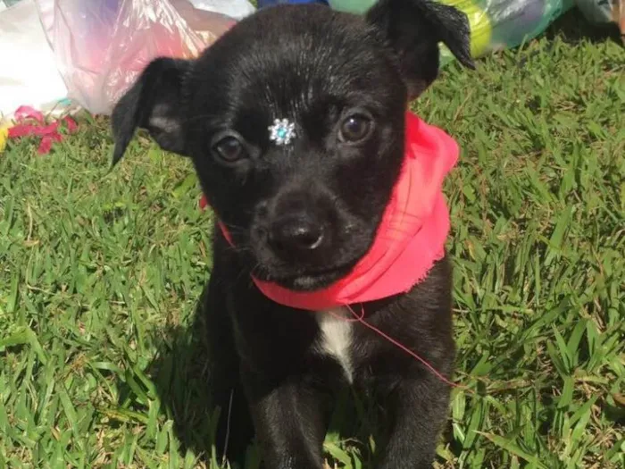 Cachorro ra a Sem raça definida idade 2 a 6 meses nome Maya,Heart,Bolt,Ping
