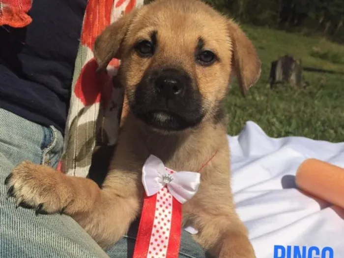 Cachorro ra a Sem raça definida idade 2 a 6 meses nome Maya,Heart,Bolt,Ping