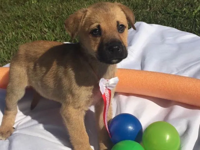 Cachorro ra a Sem raça definida idade 2 a 6 meses nome Maya,Heart,Bolt,Ping