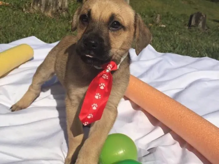 Cachorro ra a Sem raça definida idade 2 a 6 meses nome Maya,Heart,Bolt,Ping