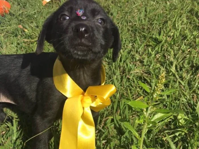 Cachorro ra a Sem raça definida idade 2 a 6 meses nome Maya,Heart,Bolt,Ping