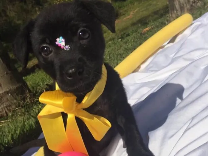 Cachorro ra a Sem raça definida idade 2 a 6 meses nome Maya,Heart,Bolt,Ping