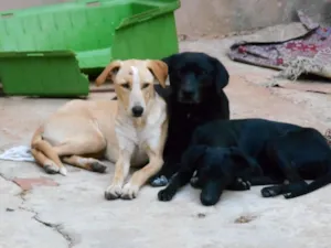 Cachorro raça mestiços idade 7 a 11 meses nome Ziggy,Branca,Preta