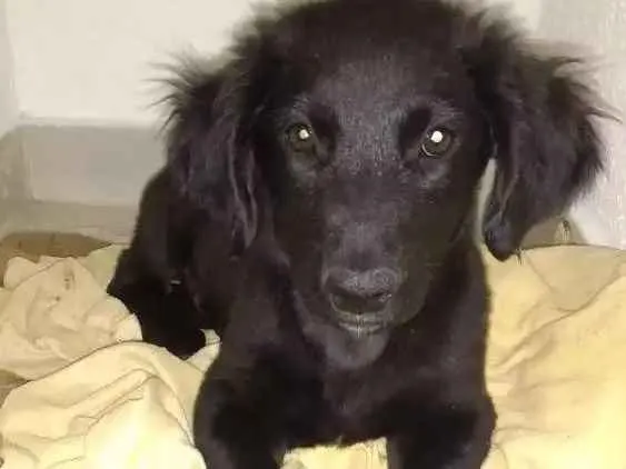 Cachorro ra a vira lata idade 2 a 6 meses nome sem nomes