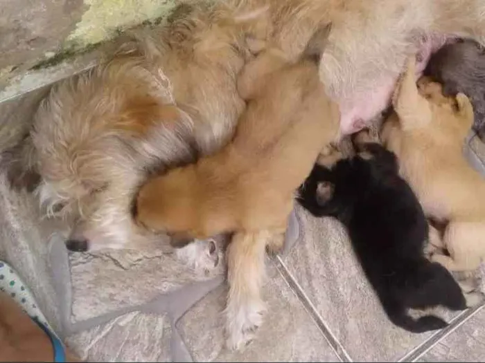 Cachorro ra a Poodle misturada  idade 3 anos nome Lessie