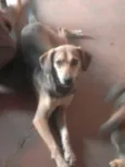 Mel