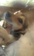Mel