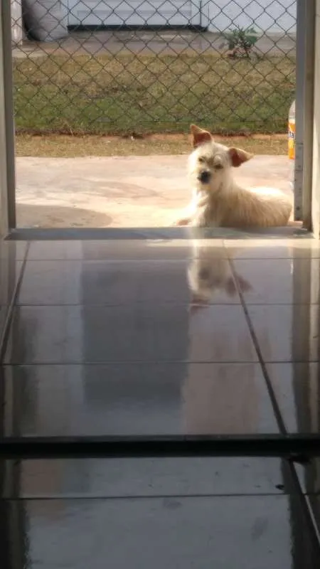Cachorro ra a ilhasa apso idade 2 a 6 meses nome Snoop
