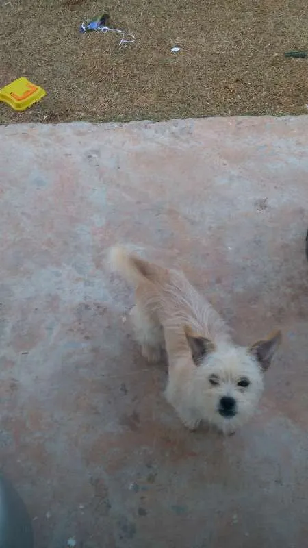 Cachorro ra a ilhasa apso idade 2 a 6 meses nome Snoop