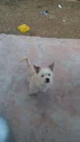 Snoop