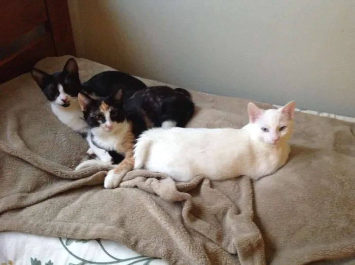 Gato ra a Vira lata idade 2 a 6 meses nome Sem nome