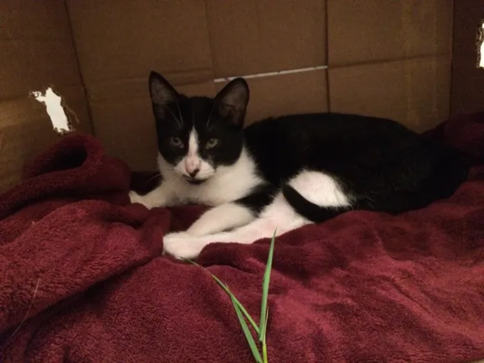 Gato ra a Vira lata idade 2 a 6 meses nome Sem nome