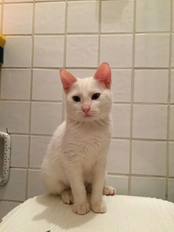 Gato ra a Vira lata idade 2 a 6 meses nome Sem nome