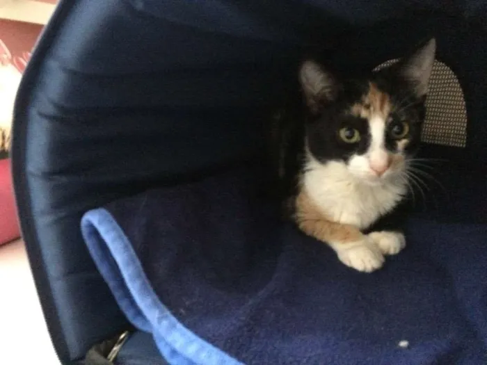 Gato ra a Vira lata idade 2 a 6 meses nome Sem nome