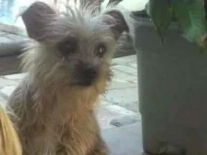Cachorro raça Shitzu idade 7 a 11 meses nome gisele gigi GRATIFICA