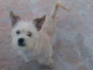 Cachorro raça ilhasa apso idade 2 a 6 meses nome Snoop