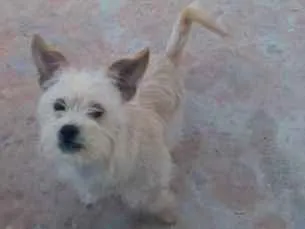 Cachorro ra a ilhasa apso idade 2 a 6 meses nome Snoop
