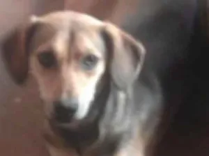 Cachorro raça Paulistinha com vira lata idade 7 a 11 meses nome Mel