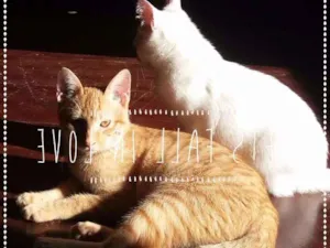 Gato raça Srd idade 2 a 6 meses nome Joe