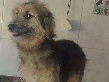 Cachorro ra a SRD idade 3 anos nome Joana