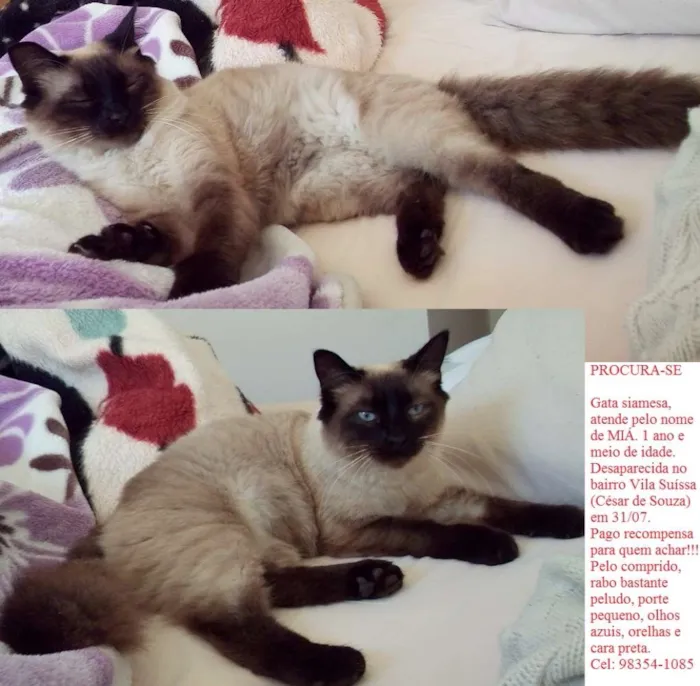 Gato ra a Siamesa idade 1 ano nome Miá