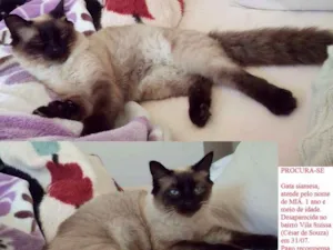 Gato raça Siamesa idade 1 ano nome Miá