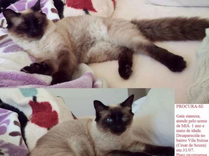 Gato ra a Siamesa idade 1 ano nome Miá